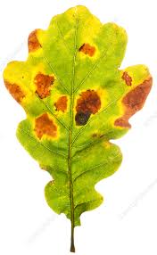 Attēlu rezultāti vaicājumam “Quercus robur leaf”