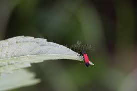 Attēlu rezultāti vaicājumam “Lygistopterus sanguineus”