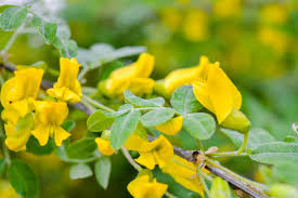 Attēlu rezultāti vaicājumam “Caragana arborescens flower”