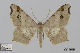 Attēlu rezultāti vaicājumam “Macaria alternata”