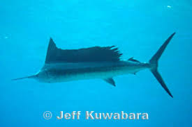 Image result for Istiophorus platypterus