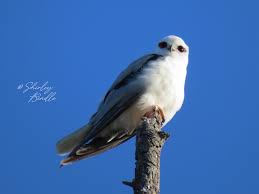 Image result for Poole Kite Fliers