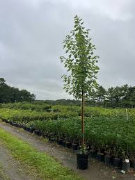 Attēlu rezultāti vaicājumam “Acer saccharinum”