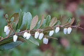 Attēlu rezultāti vaicājumam “Chamaedaphne calyculata leaf”