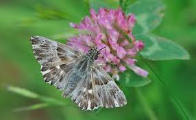 Attēlu rezultāti vaicājumam “Carcharodus floccifera”