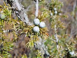 Attēlu rezultāti vaicājumam “Juniperus communis”