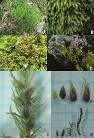 Attēlu rezultāti vaicājumam “Pohlia annotina”