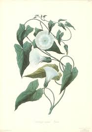 Attēlu rezultāti vaicājumam “Calystegia sepium”