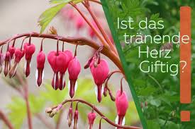 Image result for tränendes Herz