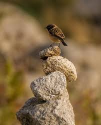 Image result for Oenanthe leucopyga