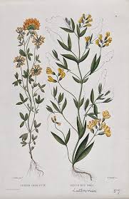 Attēlu rezultāti vaicājumam “Lathyrus pratensis”