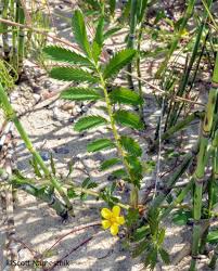 Attēlu rezultāti vaicājumam “Argentina anserina”