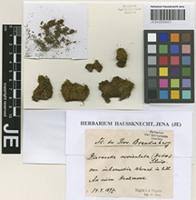 Attēlu rezultāti vaicājumam “Dicranella cerviculata”