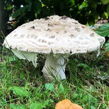 Attēlu rezultāti vaicājumam “Amanita strobiliformis”