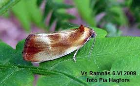 Attēlu rezultāti vaicājumam “Eulia ministrana”