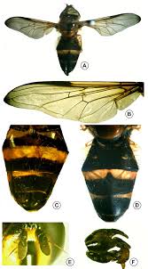 Attēlu rezultāti vaicājumam “Dasysyrphus tricinctus”