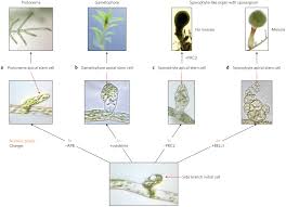 Attēlu rezultāti vaicājumam “sporophyte”
