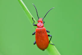 Attēlu rezultāti vaicājumam “Serica brunnea imago”