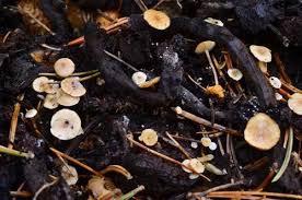 Attēlu rezultāti vaicājumam “Collybia cirrhata”