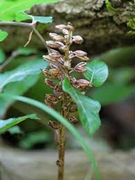 Attēlu rezultāti vaicājumam “Neottia nidus-avis bud”