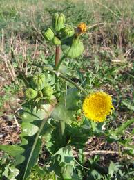 Attēlu rezultāti vaicājumam “Sonchus asper flower”
