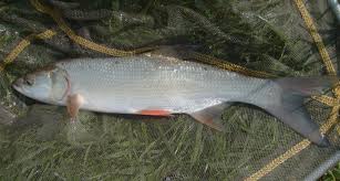 Image result for Aspius aspius