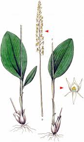 Attēlu rezultāti vaicājumam “Malaxis monophyllos flower”