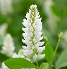 Attēlu rezultāti vaicājumam “Melilotus albus leaf”