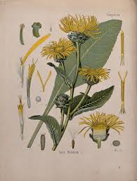 Image result for Inula helenium