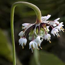 Attēlu rezultāti vaicājumam “Allium holandicum bud”