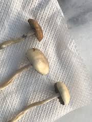 Attēlu rezultāti vaicājumam “Psilocybe sp.”