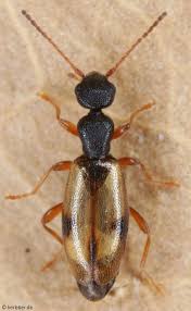 Attēlu rezultāti vaicājumam “Anthicidae”