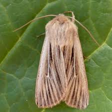 Attēlu rezultāti vaicājumam “Leucania comma”