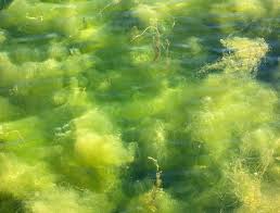 Attēlu rezultāti vaicājumam “Cladophora glomerata”