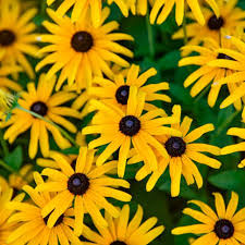Image result for Rudbeckia Paradisio