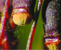 Attēlu rezultāti vaicājumam “Pohlia nutans sporophyte”