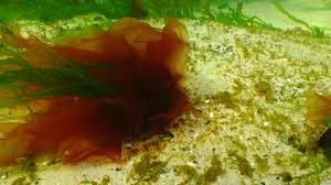 Attēlu rezultāti vaicājumam “Enteromorpha sp.”