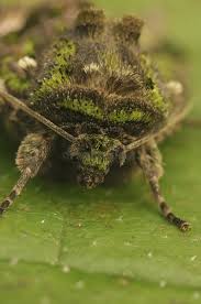 Attēlu rezultāti vaicājumam “Trachea atriplicis”