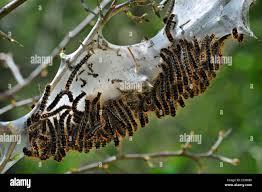 Attēlu rezultāti vaicājumam “Eriogaster lanestris larva”