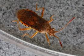 Attēlu rezultāti vaicājumam “Rhopalus maculatus”