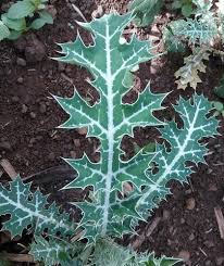 Attēlu rezultāti vaicājumam “Papaver argemone leaf”
