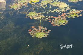 Attēlu rezultāti vaicājumam “Trapaceae”