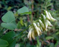 Attēlu rezultāti vaicājumam “Vicia pisiformis”
