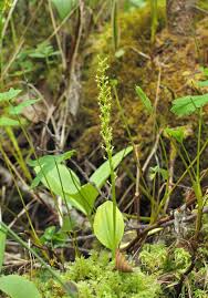 Attēlu rezultāti vaicājumam “Malaxis monophyllos flower”
