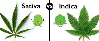 Attēlu rezultāti vaicājumam “Cannabis sativa”