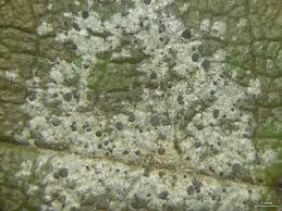 Attēlu rezultāti vaicājumam “Fellhanera subtilis”