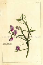 Attēlu rezultāti vaicājumam “Lathyrus latifolius”