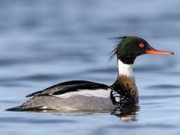 Attēlu rezultāti vaicājumam “Mergus merganser”