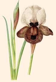 Attēlu rezultāti vaicājumam “Iris rosenbachiana flower”