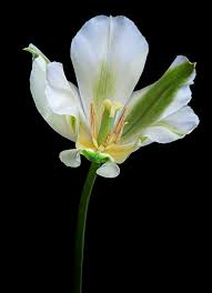 Attēlu rezultāti vaicājumam “Tulipa gesneriana”